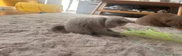 British Shorthair cats for sale: Tica registered British Shorthair Kittens  - Advert 17