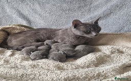 Russian Blue cats for sale: GCCF registered Russian blue kittens  - Image 5