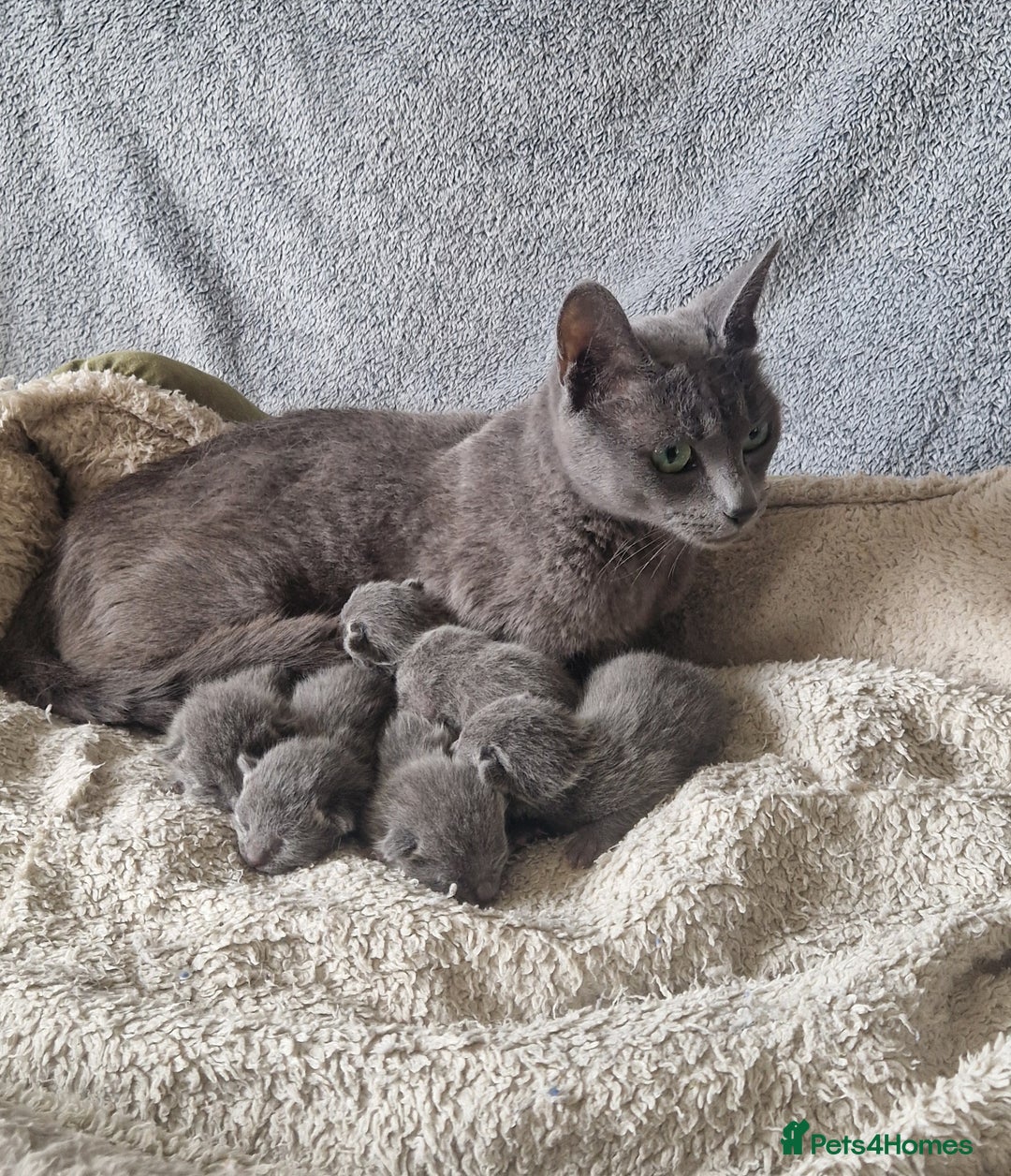 Russian Blue cats for sale: GCCF registered Russian blue kittens  - Image 5
