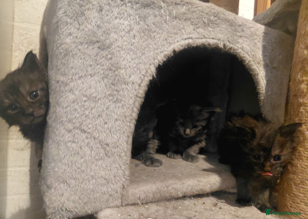 Maine Coon cats for sale: Maine Coon kittens  - Advert 24