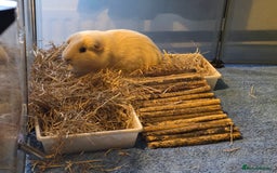 Guinea Pig rodents for sale: Fudge & Smudge - Image 5