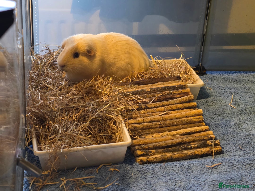 Guinea Pig rodents for sale: Fudge & Smudge - Image 5