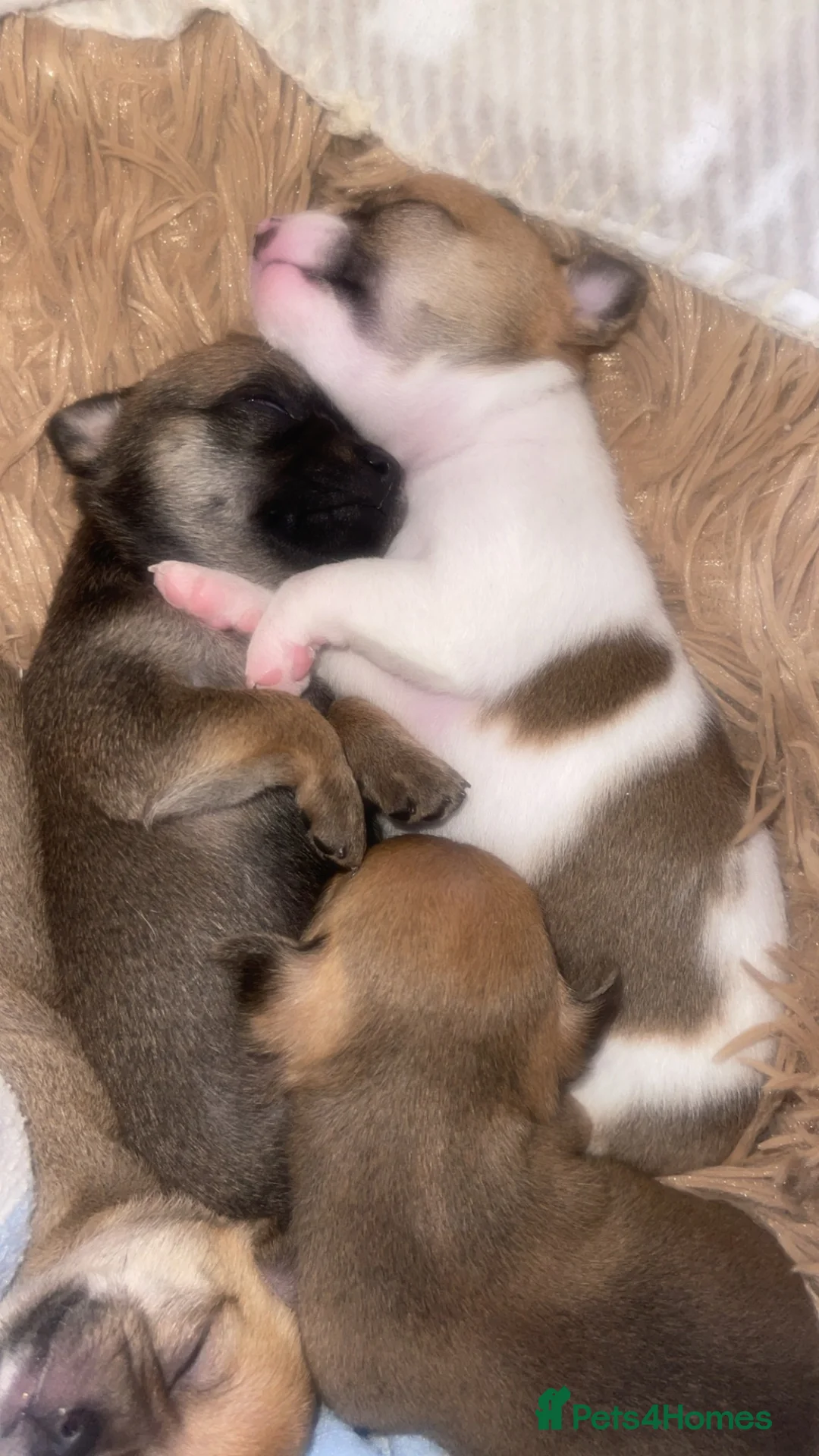 Chihuahua dogs for sale: Beautiful chihuahua pups  in Falkirk - Advert 13