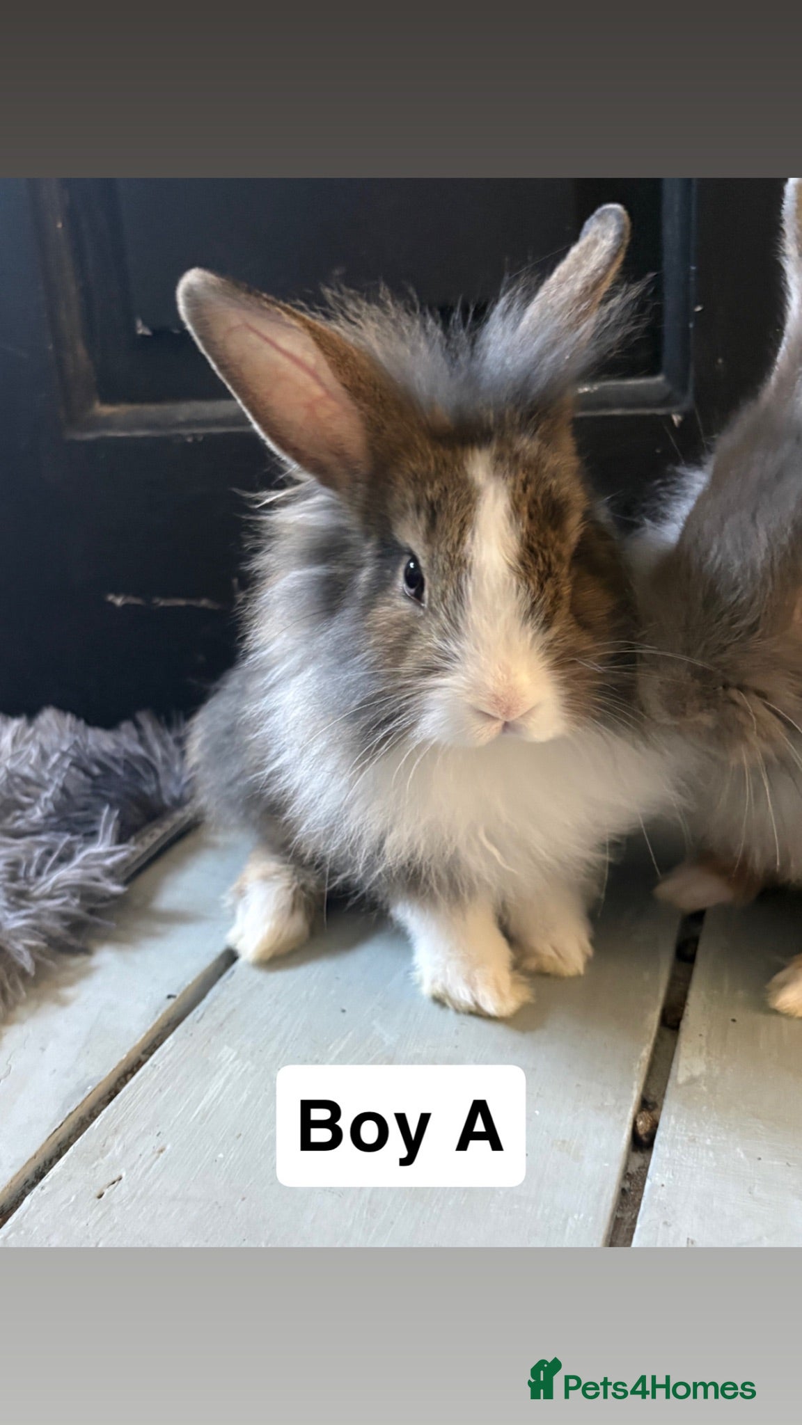 Mixed Breed rabbits Adorable Bunnies Looking for Their Forever Homes - Advert 1