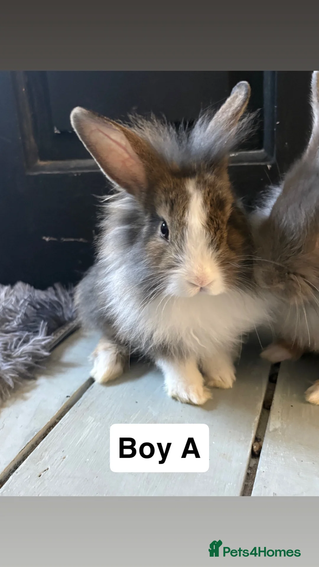 Mixed Breed rabbits for sale: Adorable Bunnies Looking for Their Forever Homes in Colchester - Advert 1