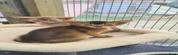Abyssinian cats for sale: Beautiful pedigree tica abyssinian kittens - Advert 14
