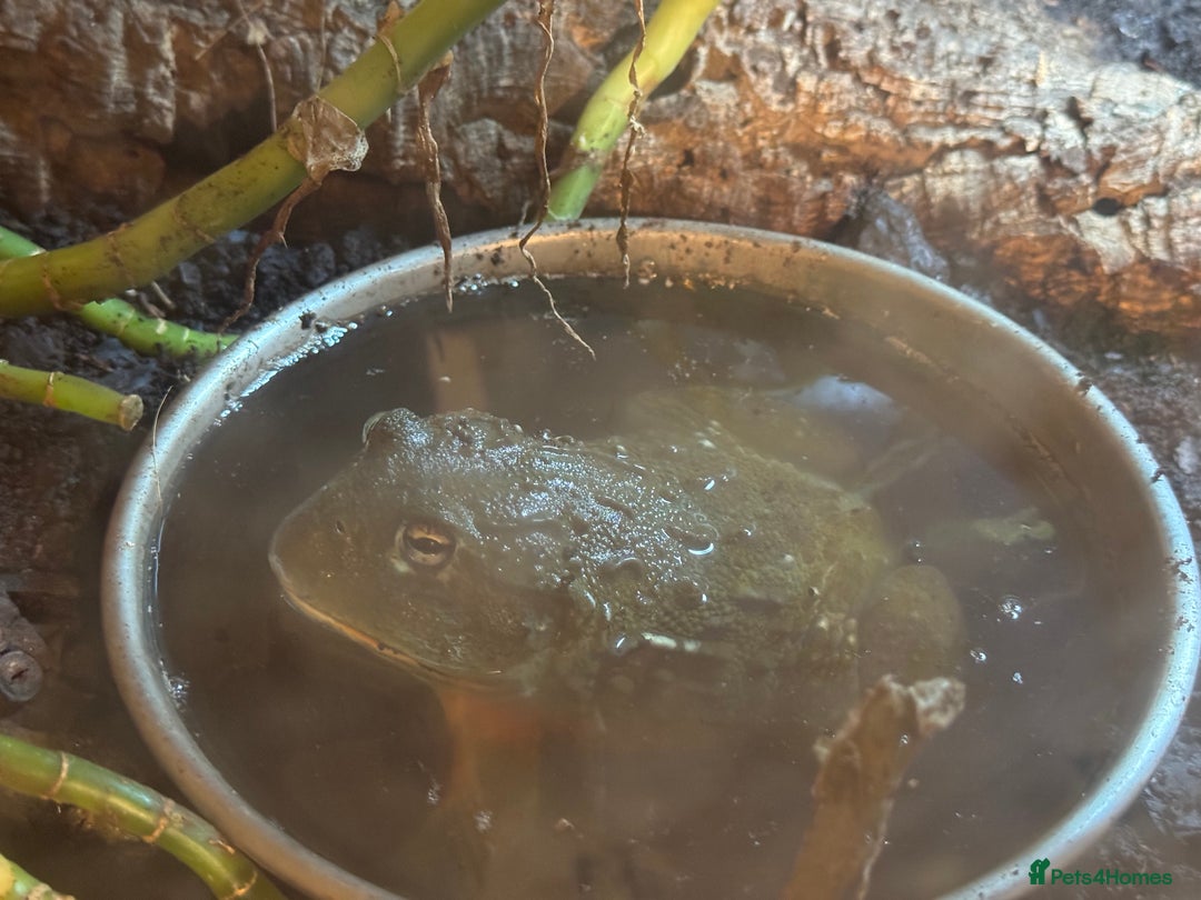 Frog reptiles for sale: Giant African Bullfrog - Advert 2