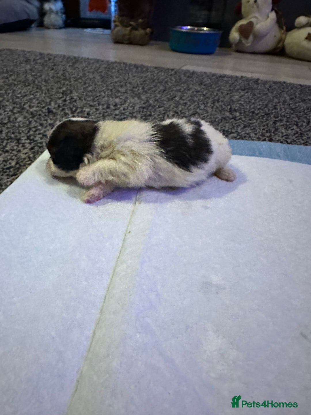 Shihpoo dogs for sale: Beautiful shihpoo puppies for sale - Advert 18