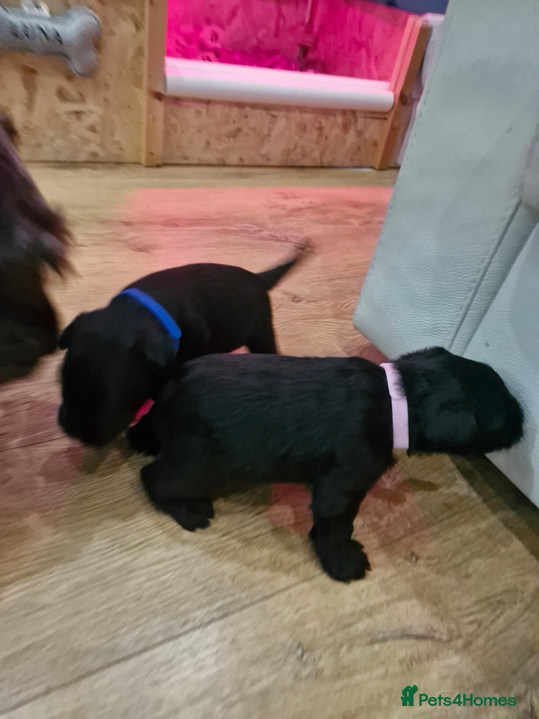 Miniature Schnauzer dogs for sale: Miniature Schnauzer puppies  - Advert 9