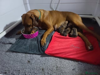 Rhodesian Ridgeback dogs for sale - Advert 1