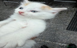 Mixed Breed cats for sale: A kitten - Image 15