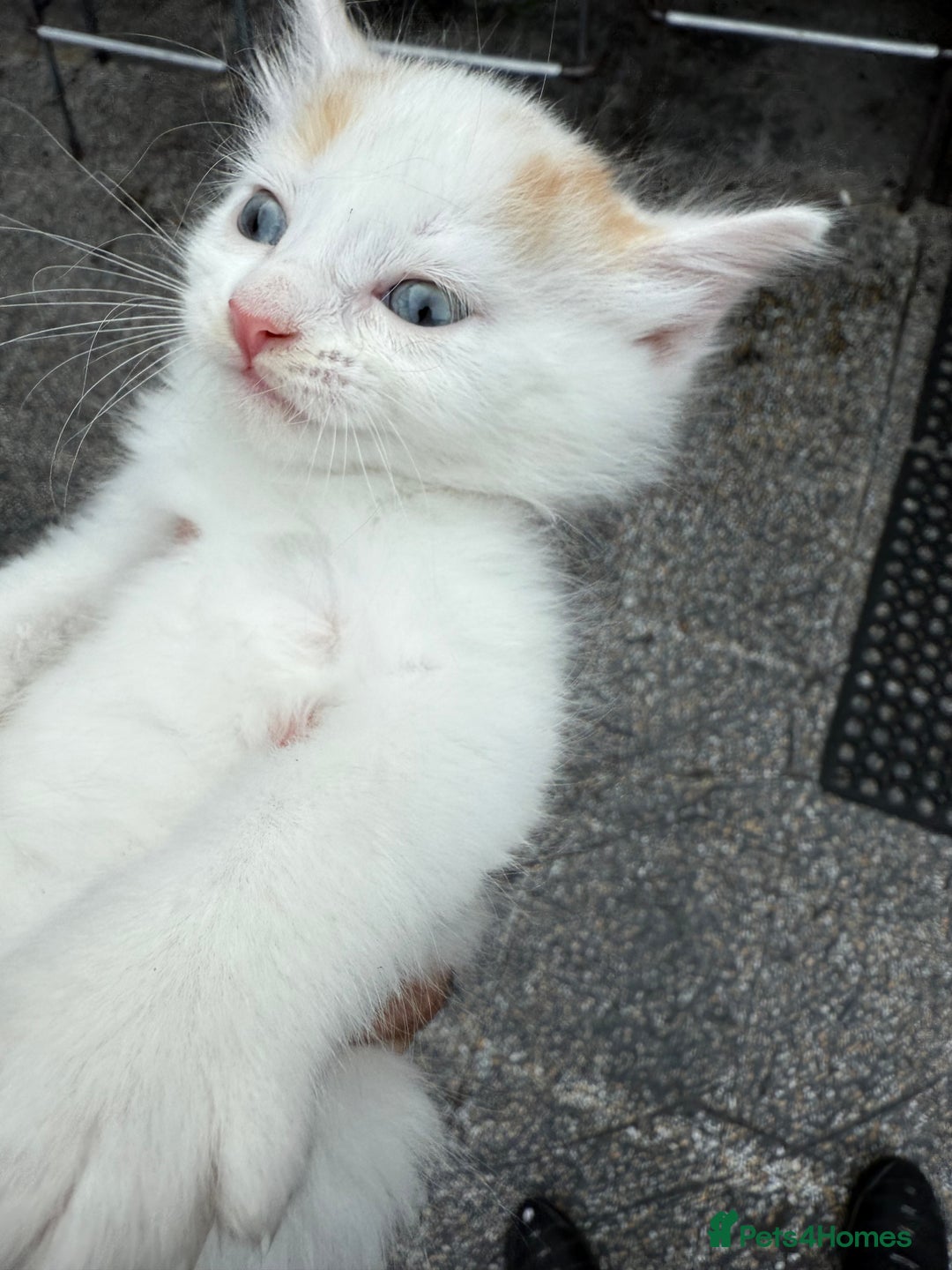 Mixed Breed cats for sale: A kitten - Image 15