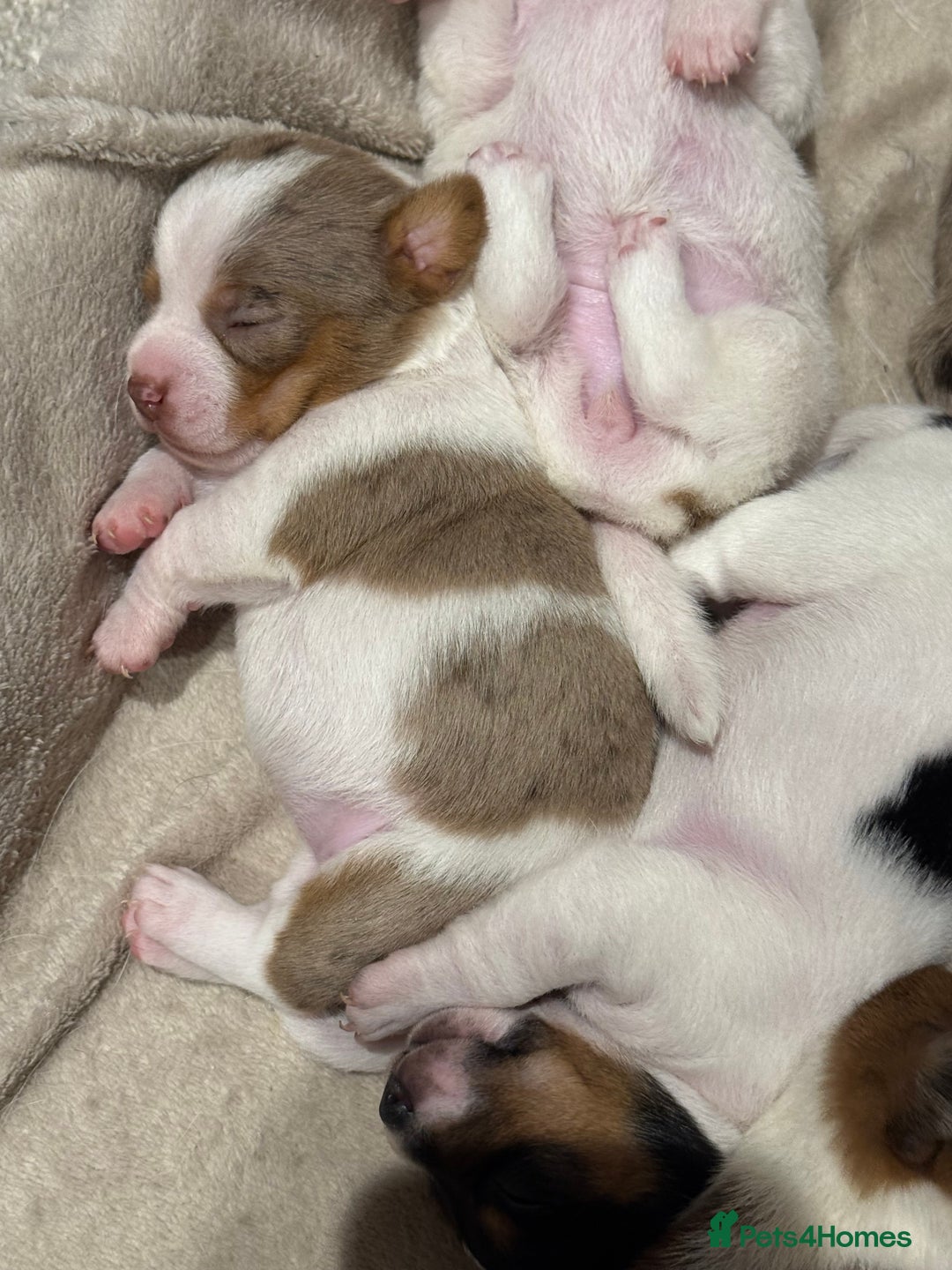 Jack Russell dogs for stud: Stunning Merle Jack Russell Male for Stud in Cambridge - Advert 14