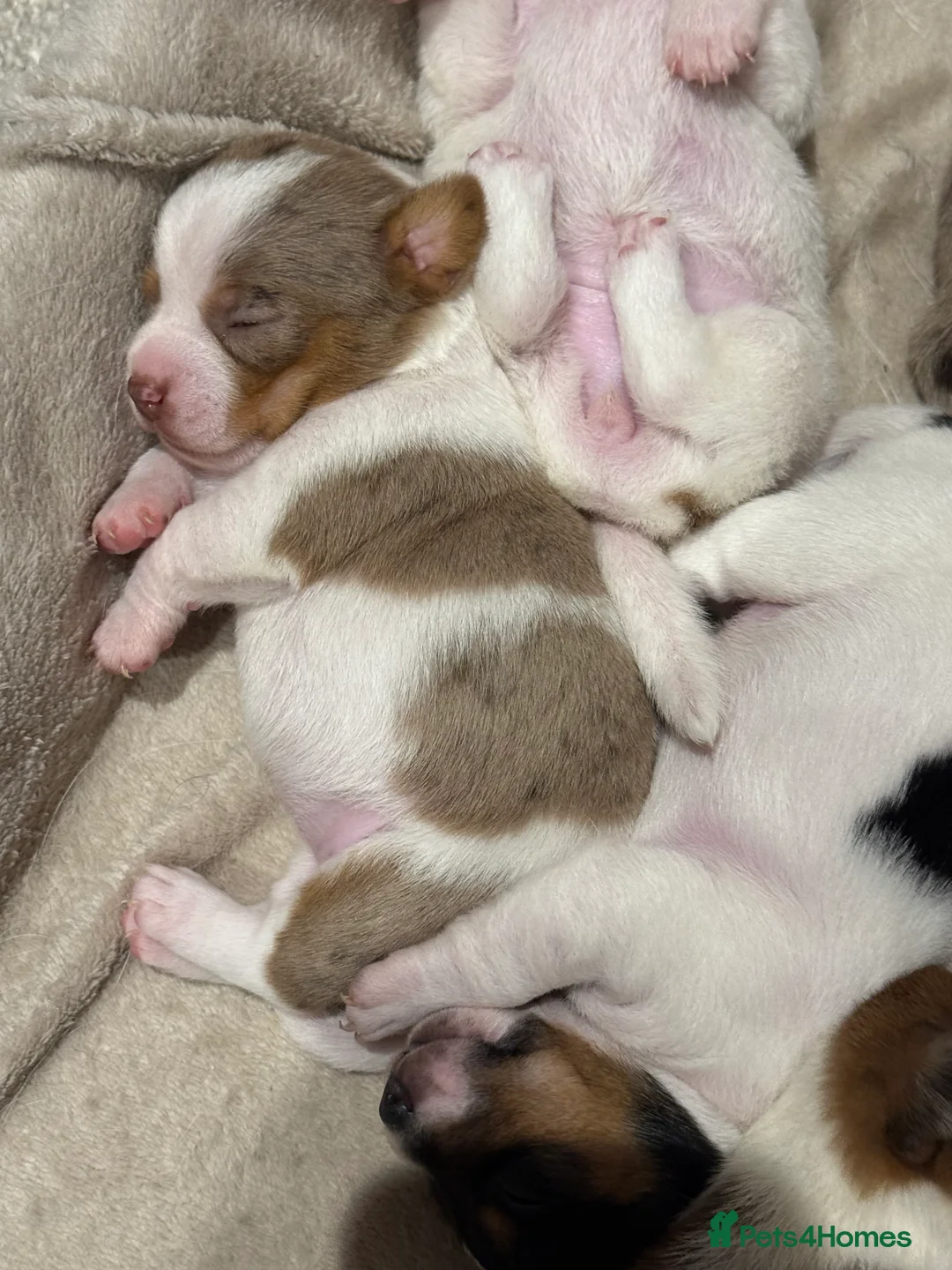 Jack Russell dogs for stud: Stunning Merle Jack Russell Male for Stud - Advert 17