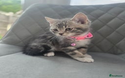 British Shorthair cats for sale: Cutie and cozy kittens are ready to join your home - Image 2