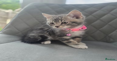 British Shorthair cats - Advert 16