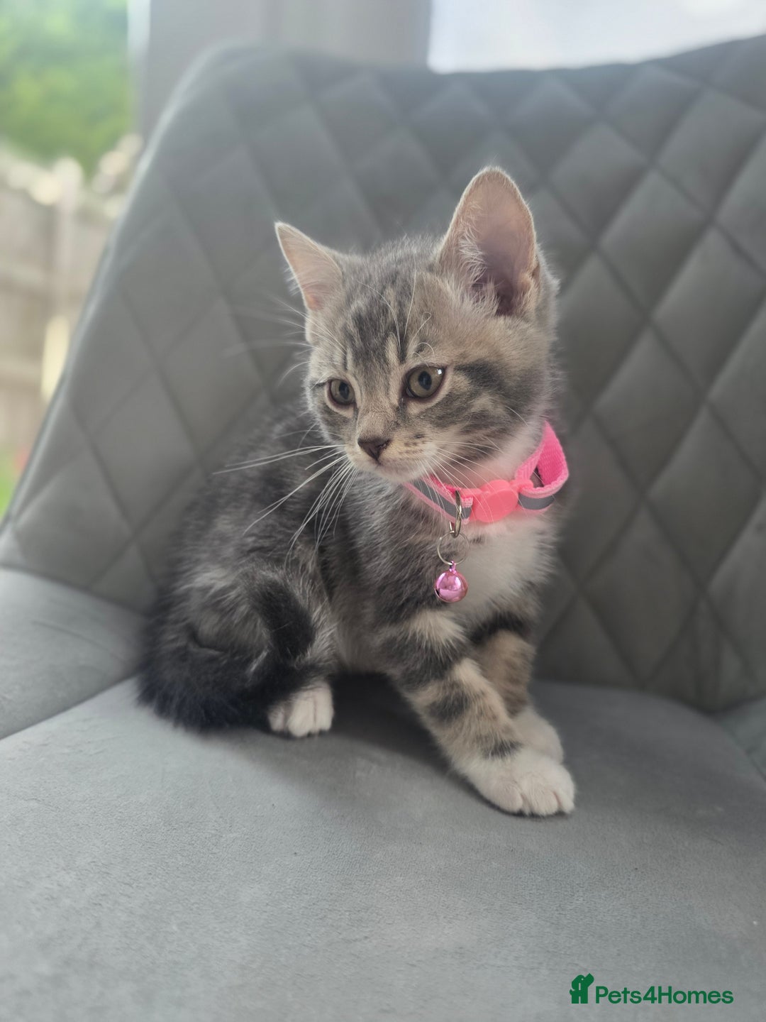 British Shorthair cats for sale: Cutie and cozy kittens are ready to join your home - Image 2