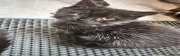 Mixed Breed cats for sale: Beautiful unusual coloured kittens  - Advert 3