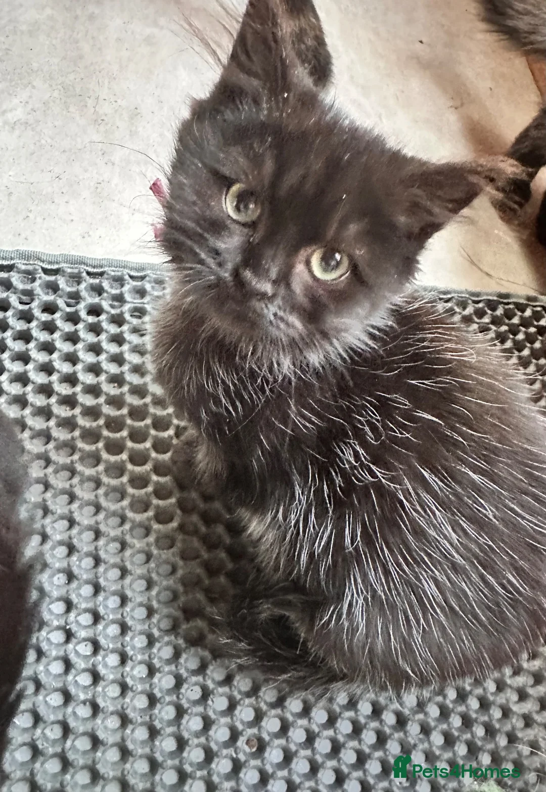 Mixed Breed cats for sale: Beautiful unusual coloured kittens  - Advert 3