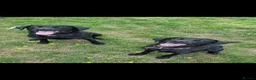 Labrador Retriever dogs for sale: Gorgeous labrador puppies for sale  in Thetford - Advert 23