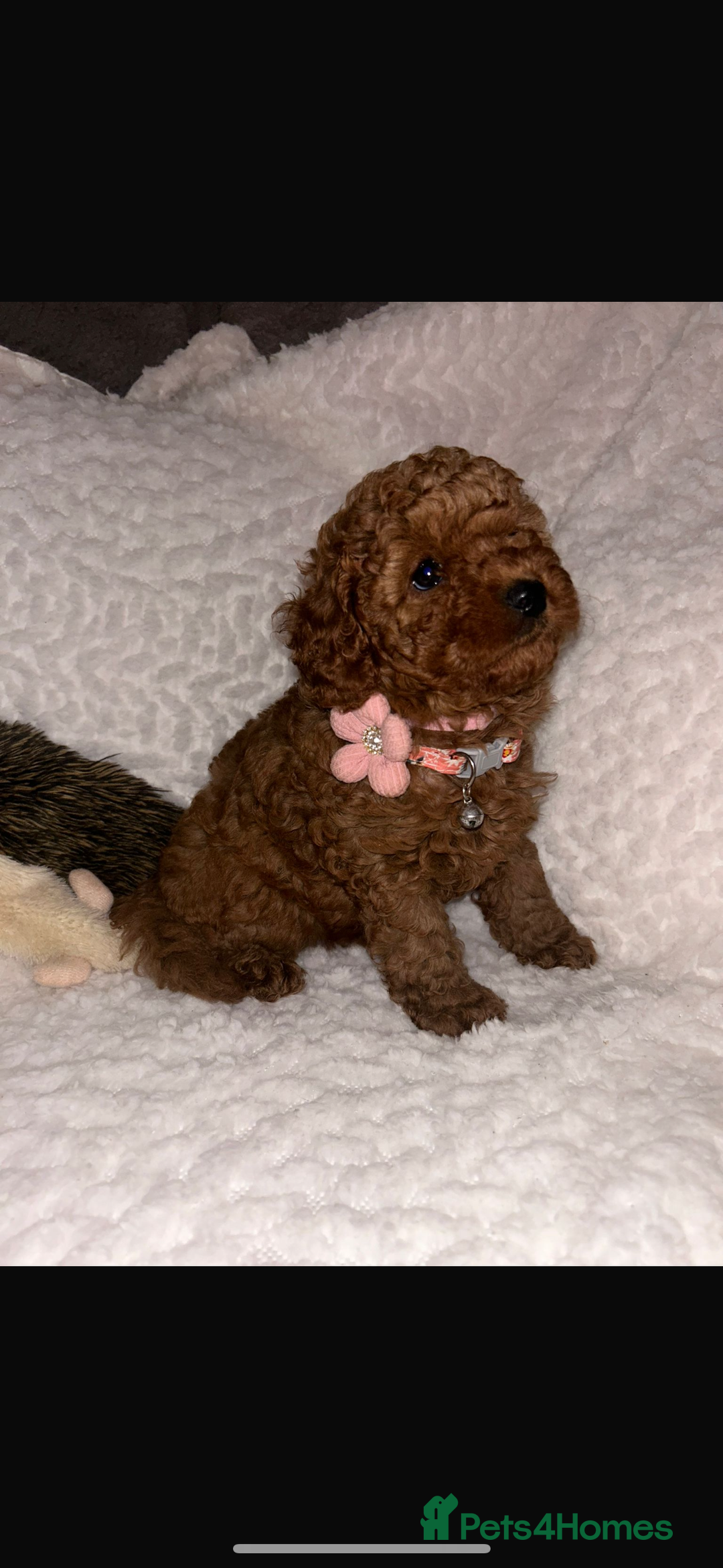 Cavapoo dogs for sale: Extensively health tested toy cavapoos red  - Advert 8