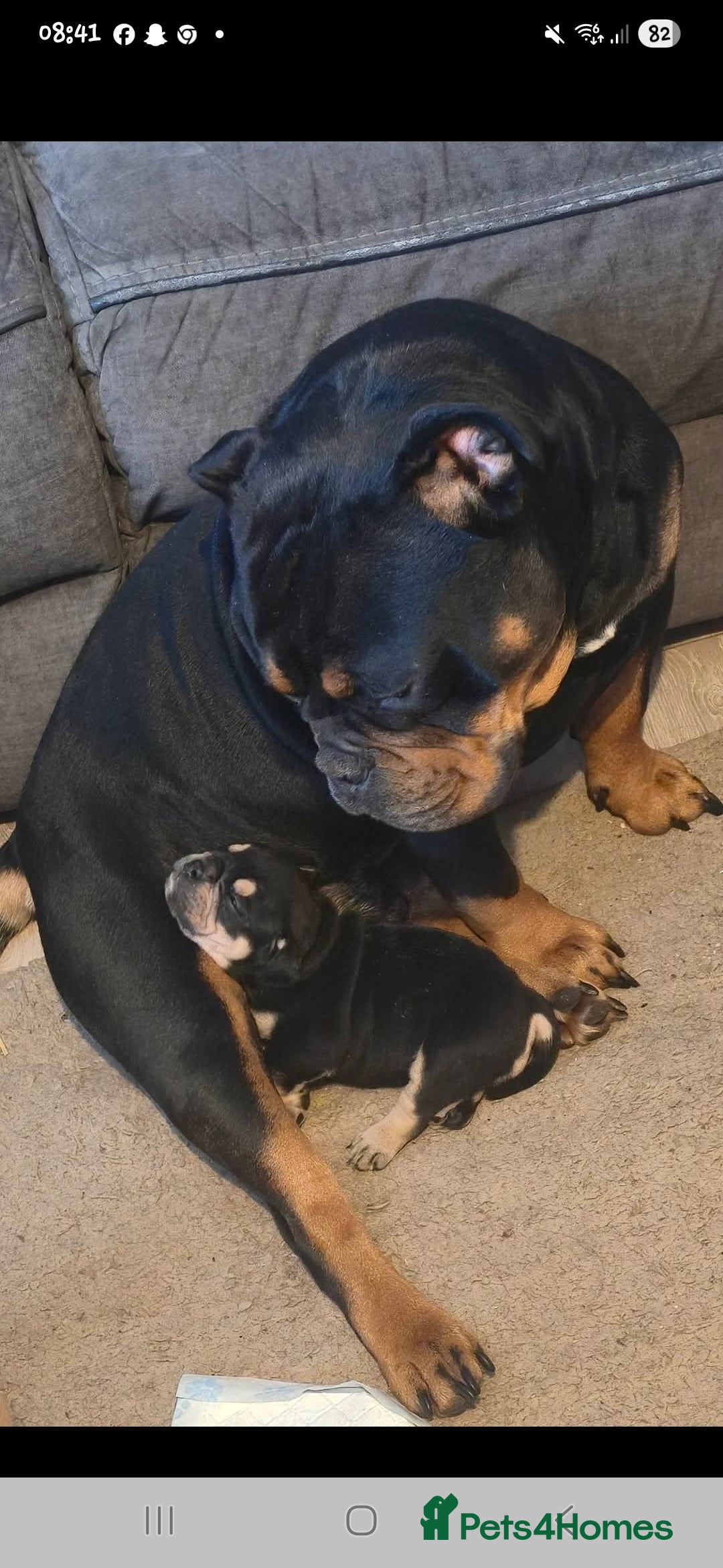 Mixed Breed dogs for sale: New england bulldogs  - Advert 15