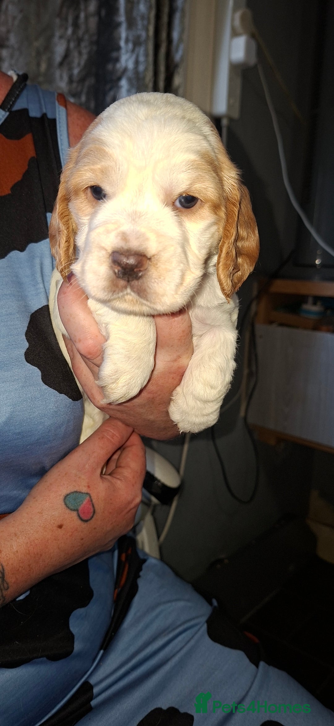 Cocker Spaniel dogs for sale: Beautiful kc registered working cocker pups  - Image 8