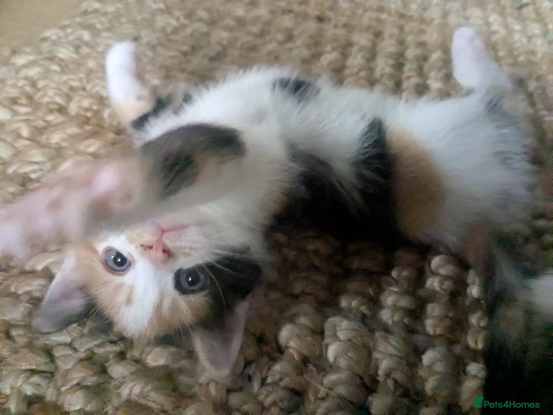 Mixed Breed cats for sale: Gorgeous fluffy kittens - Image 2