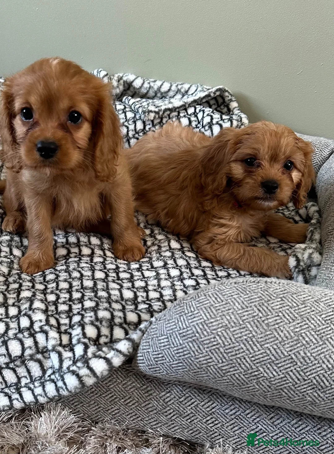 Cavapoo dogs for sale: F1 cavapoo 2 boys left REDUCED - Advert 2