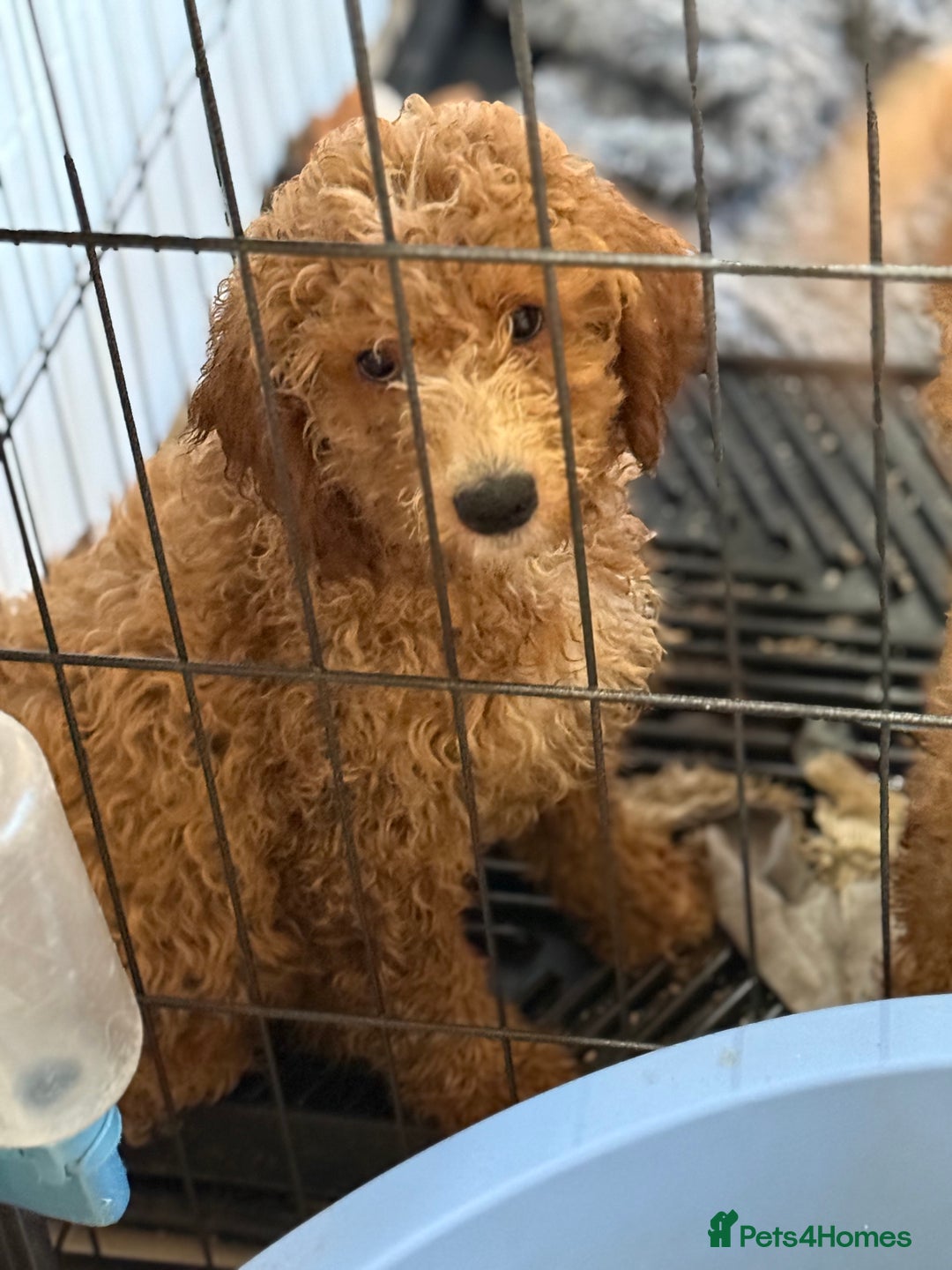 Australian Labradoodle dogs for sale: 5* Health tested Australian labradoodles  - Image 34