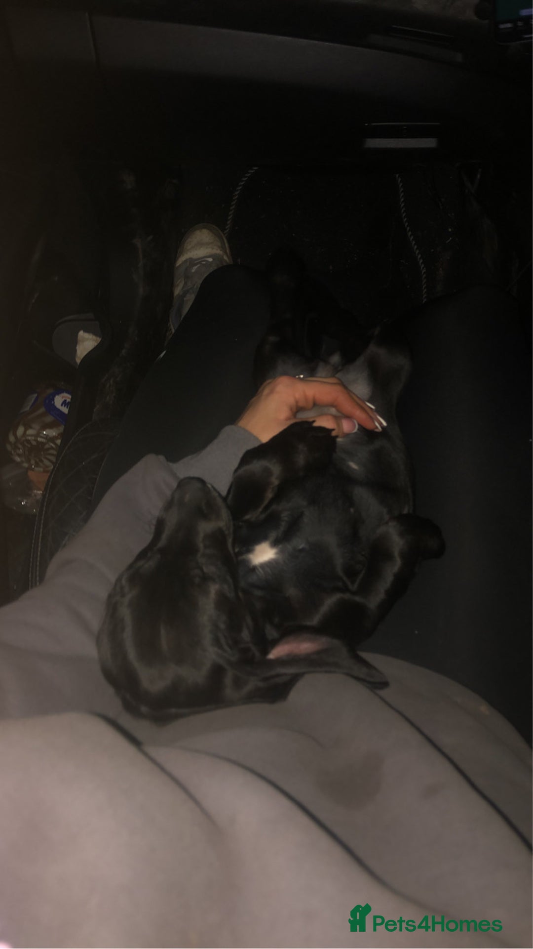 Mixed Breed dogs for sale: Adorable pups looking for new home  - Advert 3