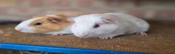 Guinea Pig rodents for sale: Guniea pigs for sale  - Advert 1