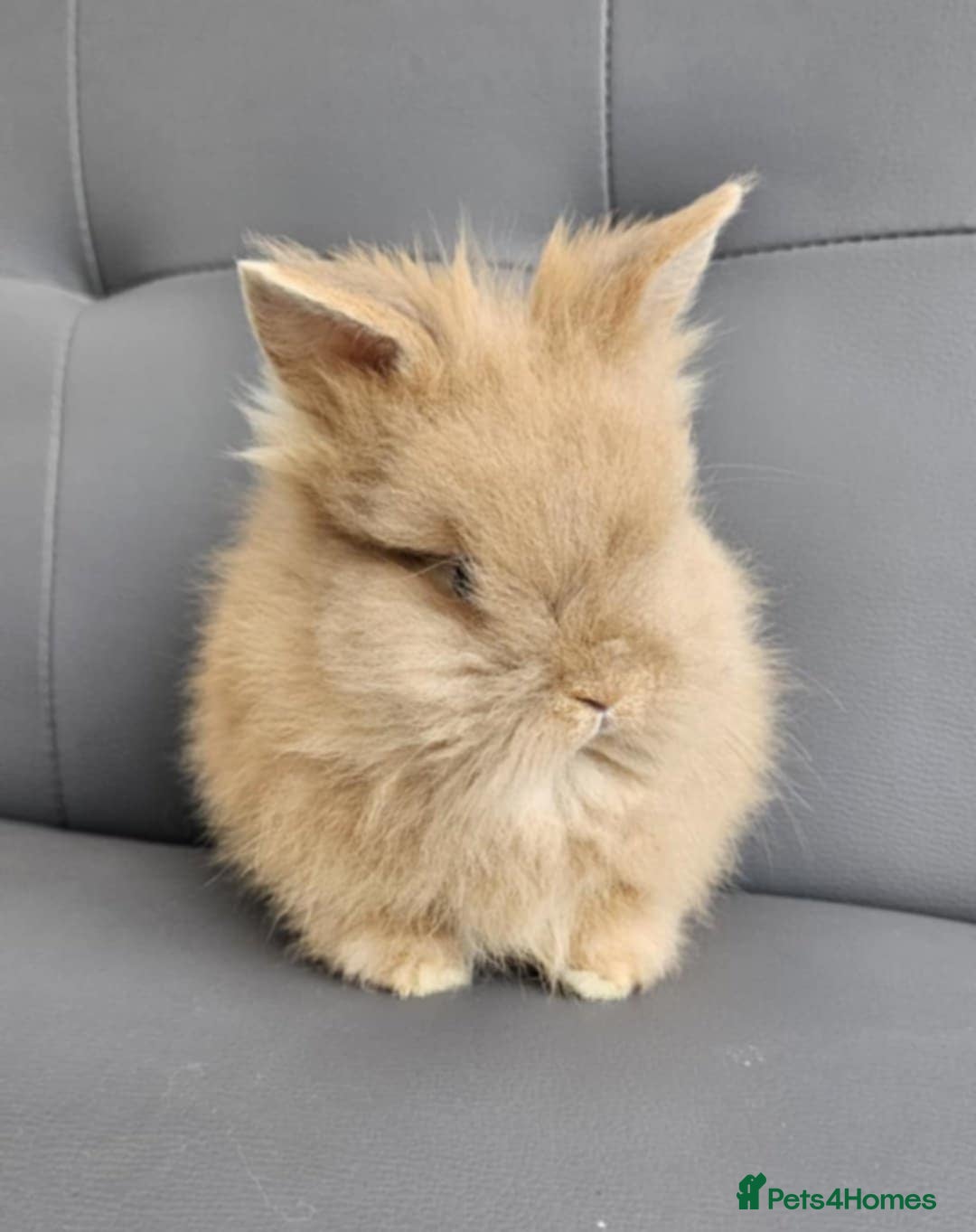 Lionhead rabbits for sale: Beautiful double maned bunnies ready to reserve - Image 5