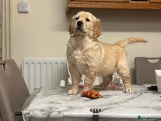 Golden Retriever dogs Fully health tested clear golden retriever puppies - Advert 1