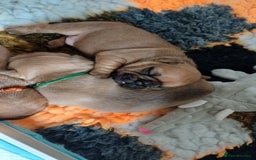 French Bulldog dogs for sale: KC HEALTH TESTED STANDARD FRENCH BULLDOG PUPS - Image 4
