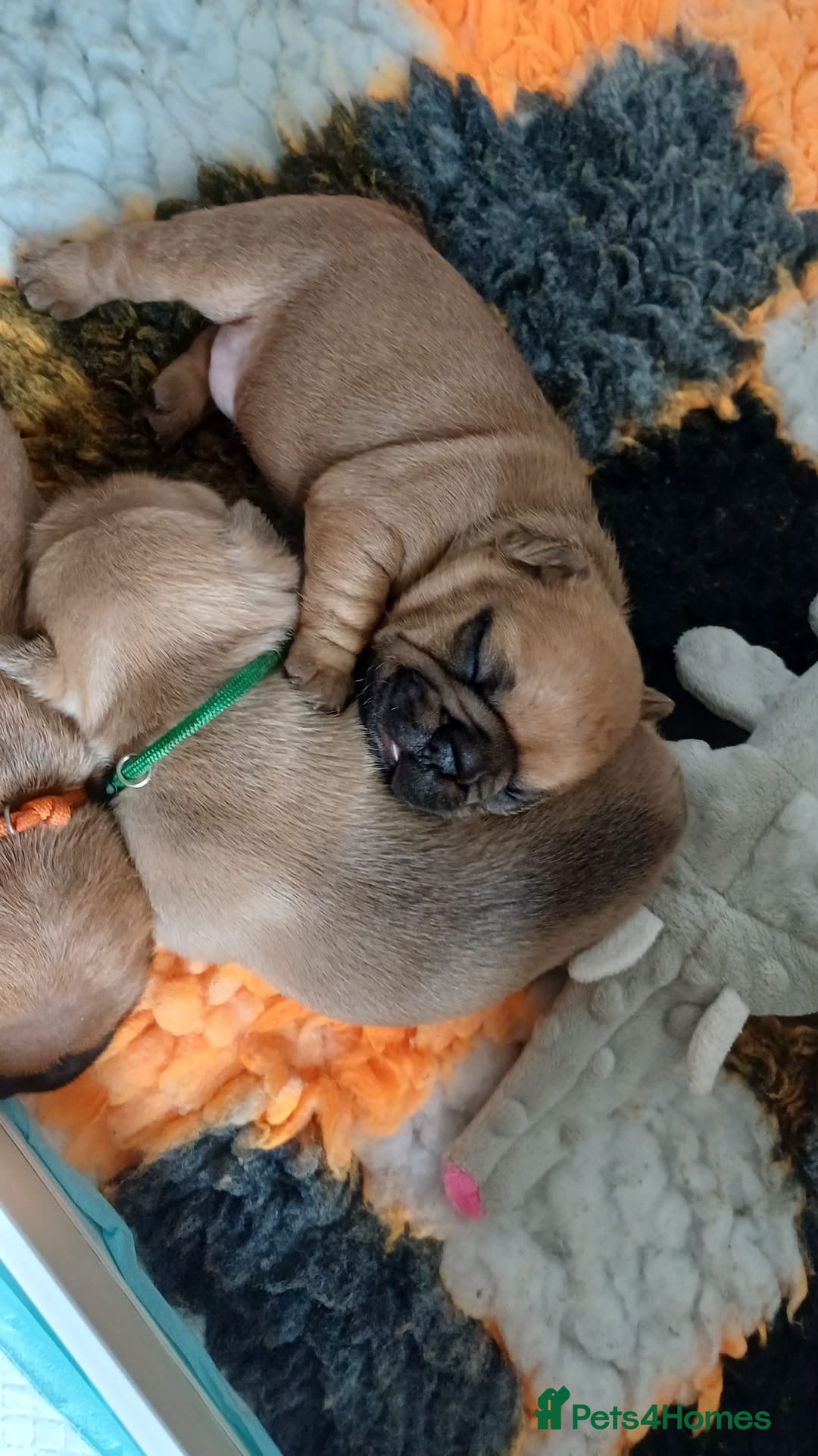 French Bulldog dogs for sale: KC HEALTH TESTED STANDARD FRENCH BULLDOG PUPS - Image 4