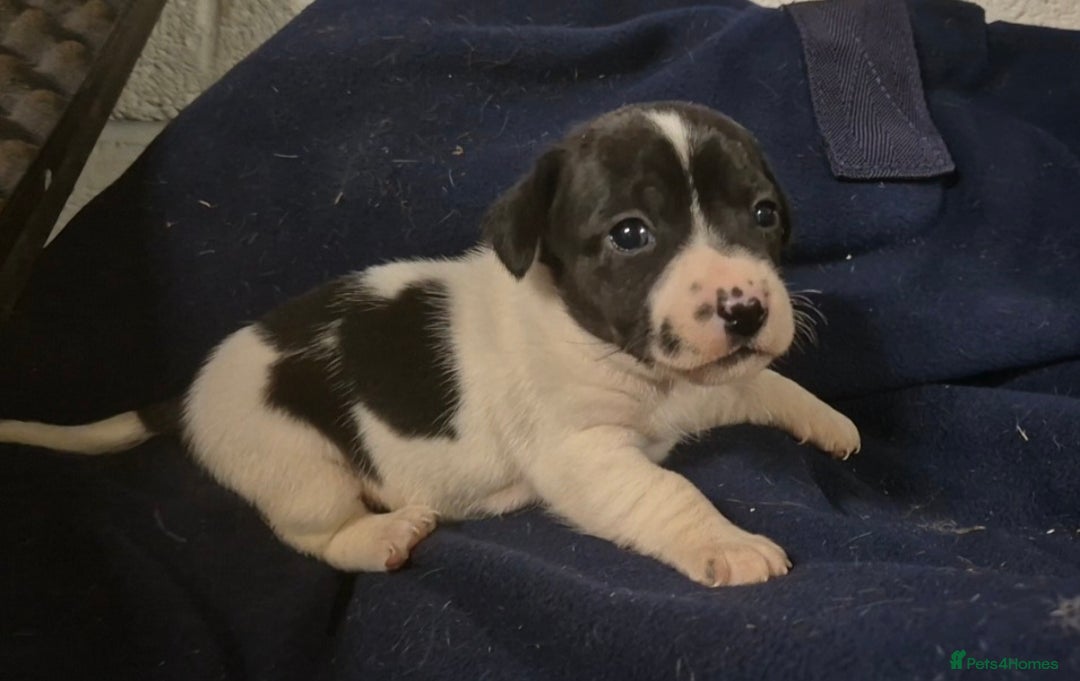Jack Russell dogs for sale: Jackrussel pups  - Advert 2