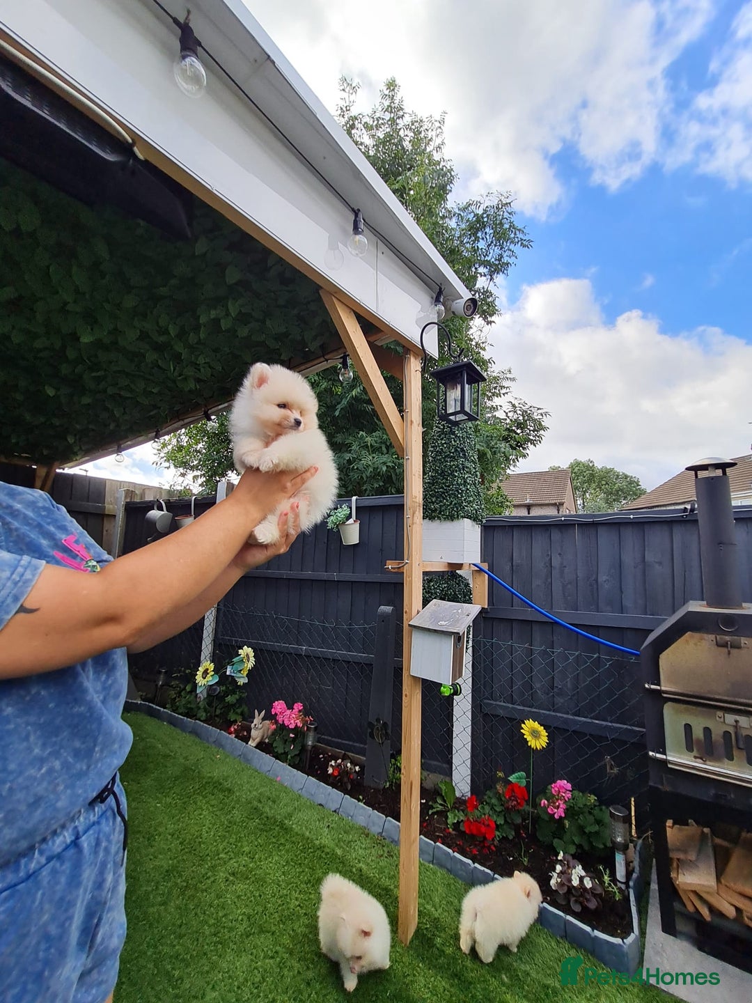 Pomeranian dogs for sale: HIGH QUALITY TEDDY Face POMERANIAN ** 💕💞💓💞💕 - Image 5