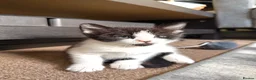 Mixed Breed cats for sale: 🐾 Clean, Healthy Bombay x Turkish Van Kittens - Advert 36