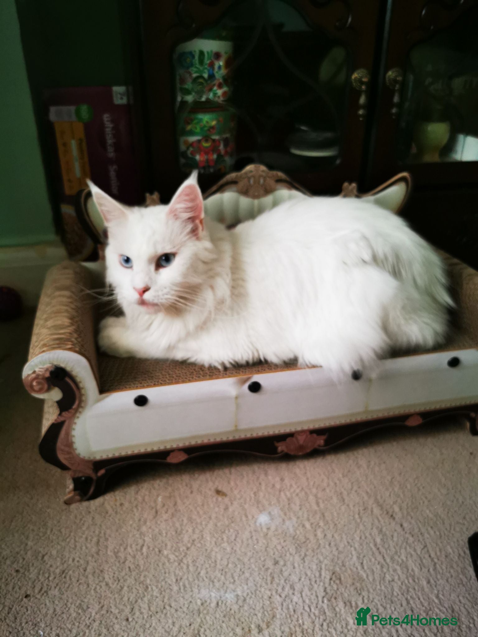 Maine Coon cats A Touch of Magic: White Maine Coon Girls Available - Advert 1