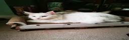 Maine Coon cats for sale: A Touch of Magic: White Maine Coon Girls Available - Advert 3