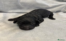 Cavapoochon dogs for sale: Cavapoochon Puppies - Image 15