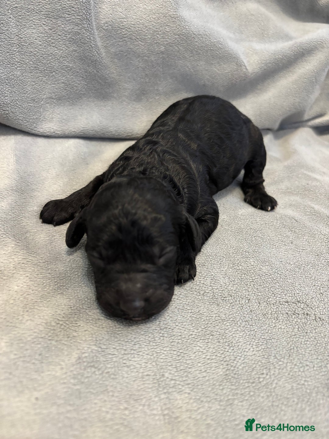 Cavapoochon dogs for sale: Cavapoochon Puppies - Image 15