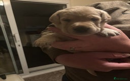 Springador dogs for sale: Labrador Puppies red/yellow health checked  - Image 7