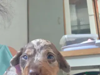 Miniature Dachshund dogs 7 beautiful little Dachshund - Advert 1