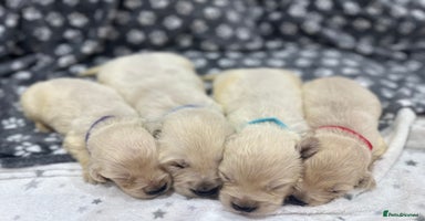 Golden Retriever dogs - Advert 4