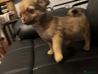 Chihuahua dogs 4 adorable male 3/4 chihuahuas - Advert 1