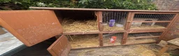 Guinea Pig rodents for sale: Two bonded, beautiful rare Texel boy guinea pigs in Swanage - Advert 3