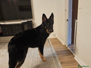 German Shepherd dogs Beautiful German shepherd for STUD - Advert 1