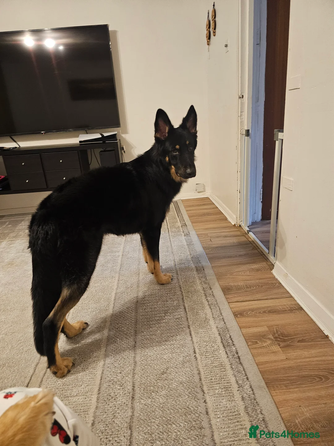 German Shepherd dogs for stud: Beautiful German shepherd for STUD - Advert 3